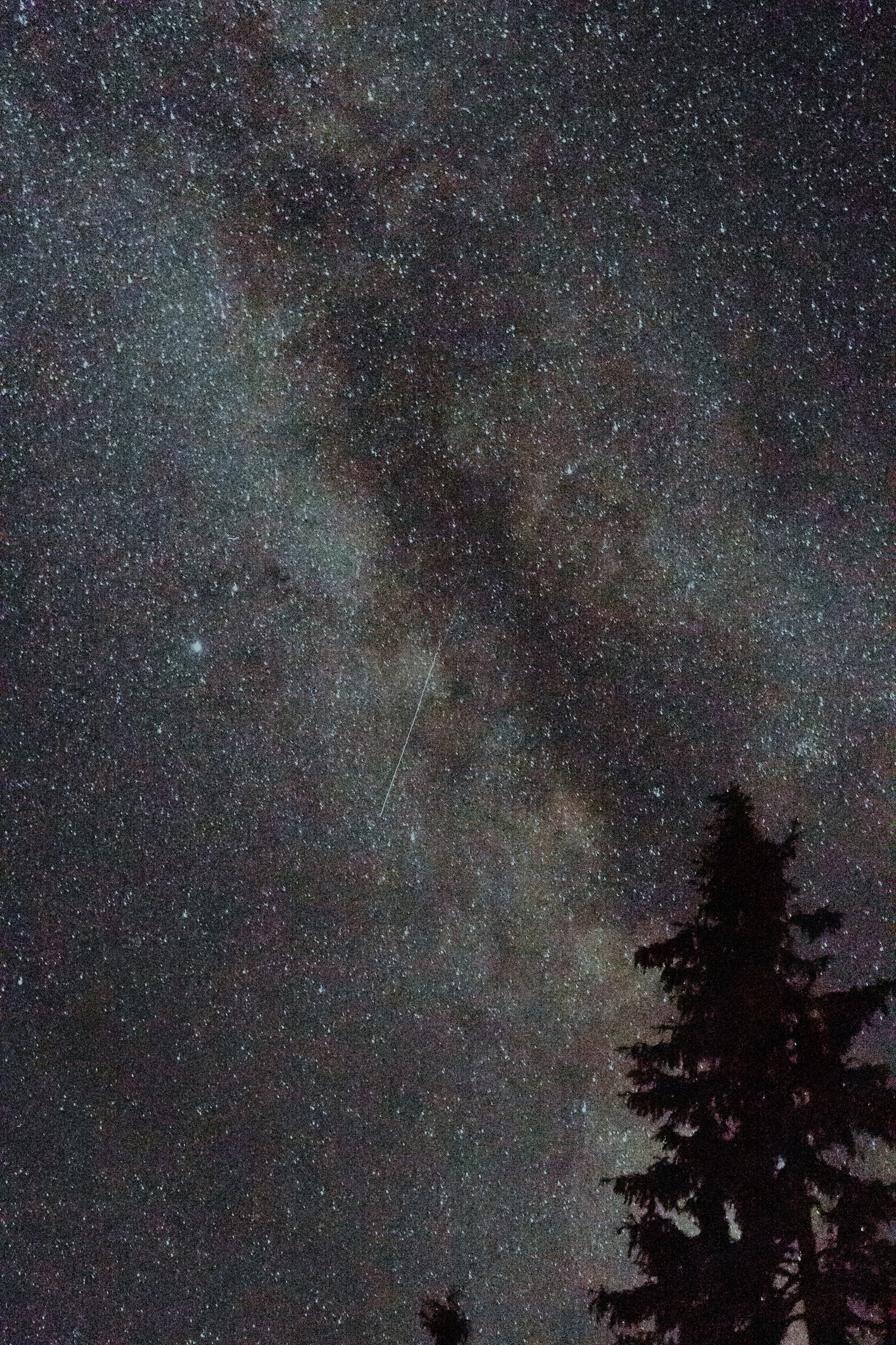 green trees under starry night